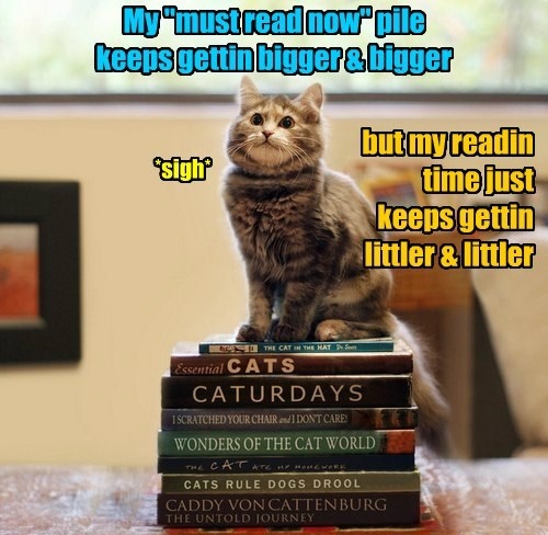 cat on top of books
